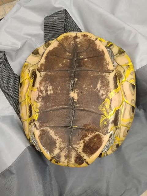 「金龜」身體亦有沾染顏料。(「香港棄龜關注組」圖片) 「金龜」身體亦有沾染顏料。(「香港棄龜關注組」圖片)