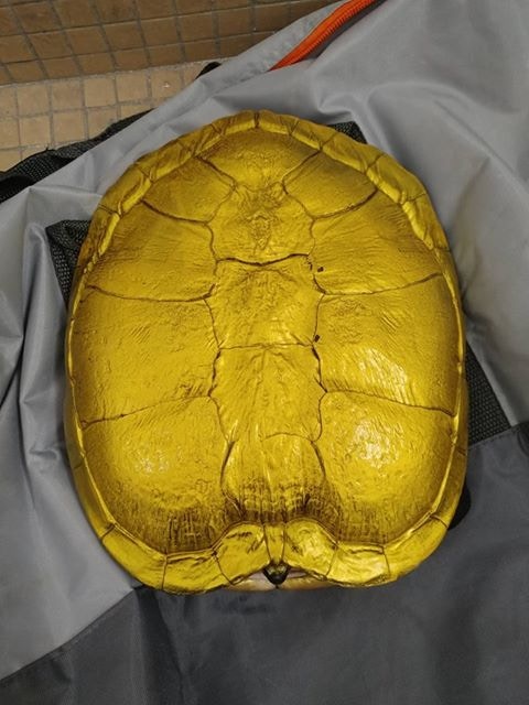 早前亦有組織在九龍公園內發現一隻全身被塗上金色、體型較大的巴西龜。(「香港棄龜關注組」圖片) 早前亦有組織在九龍公園內發現一隻全身被塗上金色、體型較大的巴西龜。(「香港棄龜關注組」圖片)