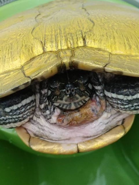 有指龜隻健康狀況似未如理想。(「香港棄龜關注組」圖片) 有指龜隻健康狀況似未如理想。(「香港棄龜關注組」圖片)