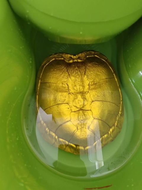 組織擔心,油漆的化學成份會影響龜隻健康。(「香港棄龜關注組」圖片) 組織擔心,油漆的化學成份會影響龜隻健康。(「香港棄龜關注組」圖片)