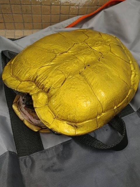 組織擔心,油漆的化學成份會影響龜隻健康。(「香港棄龜關注組」圖片) 組織擔心,油漆的化學成份會影響龜隻健康。(「香港棄龜關注組」圖片)