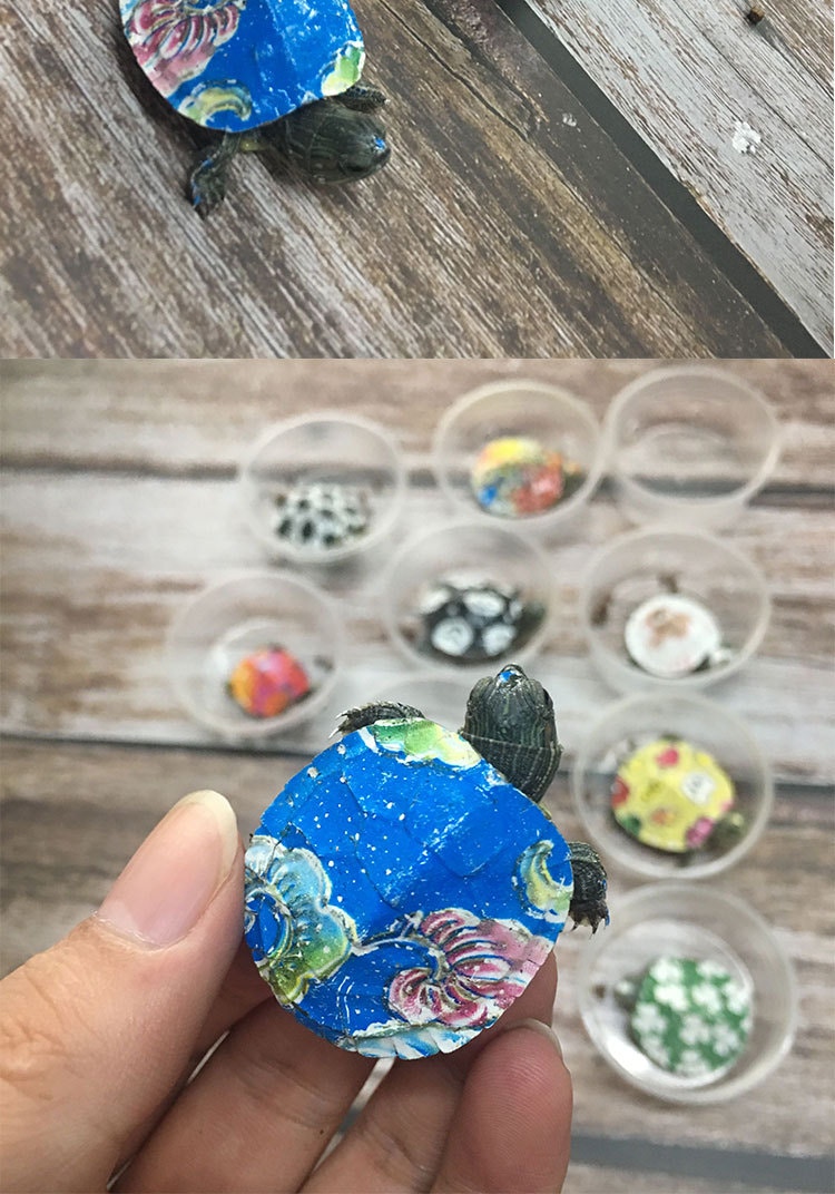 一隻隻活生生的烏龜被裝在圓形膠盒內,背部被人用顏料畫上色彩斑斕的圖案。(網上圖片) 一隻隻活生生的烏龜被裝在圓形膠盒內,背部被人用顏料畫上色彩斑斕的圖案。(網上圖片)