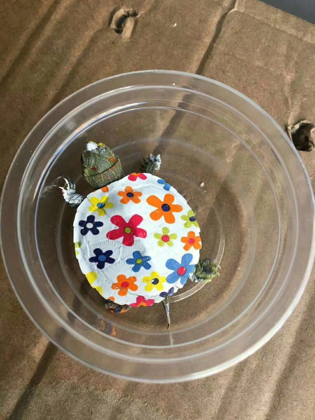 一隻隻活生生的烏龜被裝在圓形膠盒內,背部被人用顏料畫上色彩斑斕的圖案。(網上圖片) 一隻隻活生生的烏龜被裝在圓形膠盒內,背部被人用顏料畫上色彩斑斕的圖案。(網上圖片)