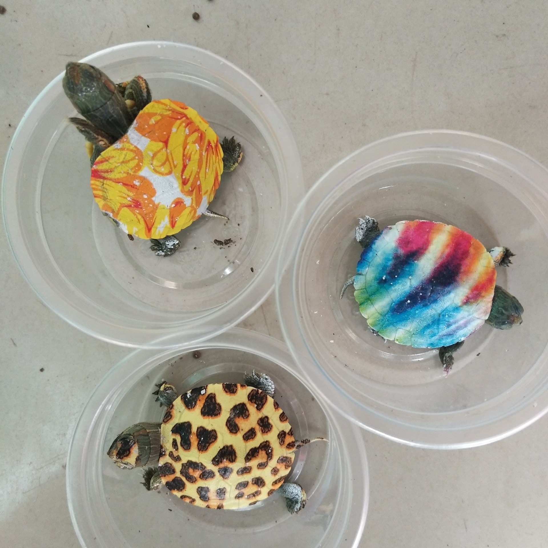 一隻隻活生生的烏龜被裝在圓形膠盒內,背部被人用顏料畫上色彩斑斕的圖案。(網上圖片) 一隻隻活生生的烏龜被裝在圓形膠盒內,背部被人用顏料畫上色彩斑斕的圖案。(網上圖片)