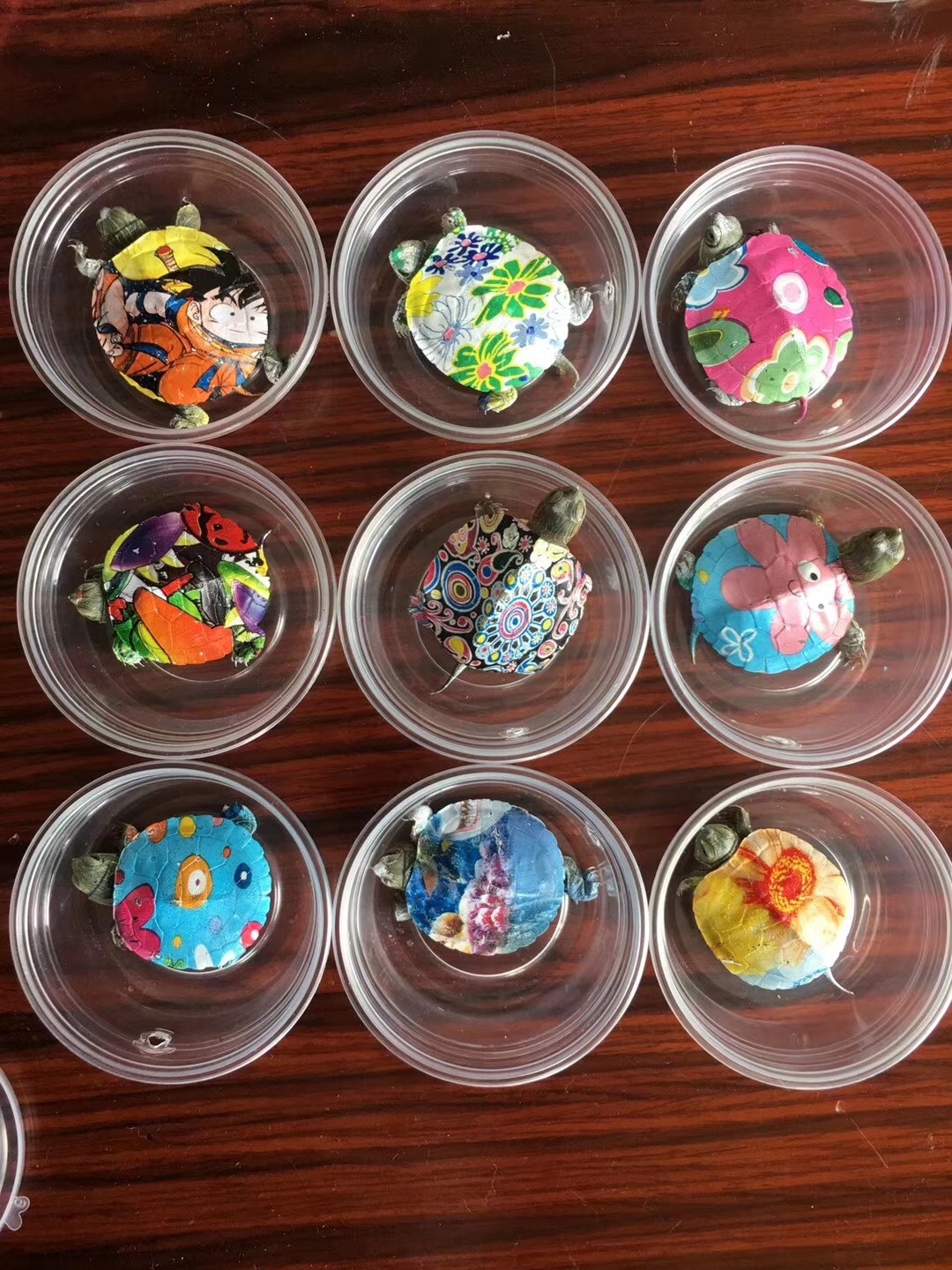 一隻隻活生生的烏龜被裝在圓形膠盒內,背部被人用顏料畫上色彩斑斕的圖案。(網上圖片) 一隻隻活生生的烏龜被裝在圓形膠盒內,背部被人用顏料畫上色彩斑斕的圖案。(網上圖片)