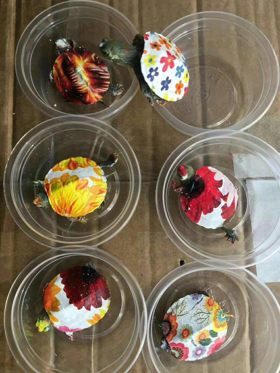 一隻隻活生生的烏龜被裝在圓形膠盒內,背部被人用顏料畫上色彩斑斕的圖案。(網上圖片) 一隻隻活生生的烏龜被裝在圓形膠盒內,背部被人用顏料畫上色彩斑斕的圖案。(網上圖片)