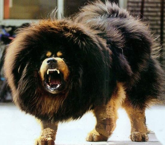 藏獒的咬合力，竟然連20大也排不上榜？以下資料是根據topdogtips排名，當中有許多狗狗較為罕見，你又認識嗎？（網上圖片）