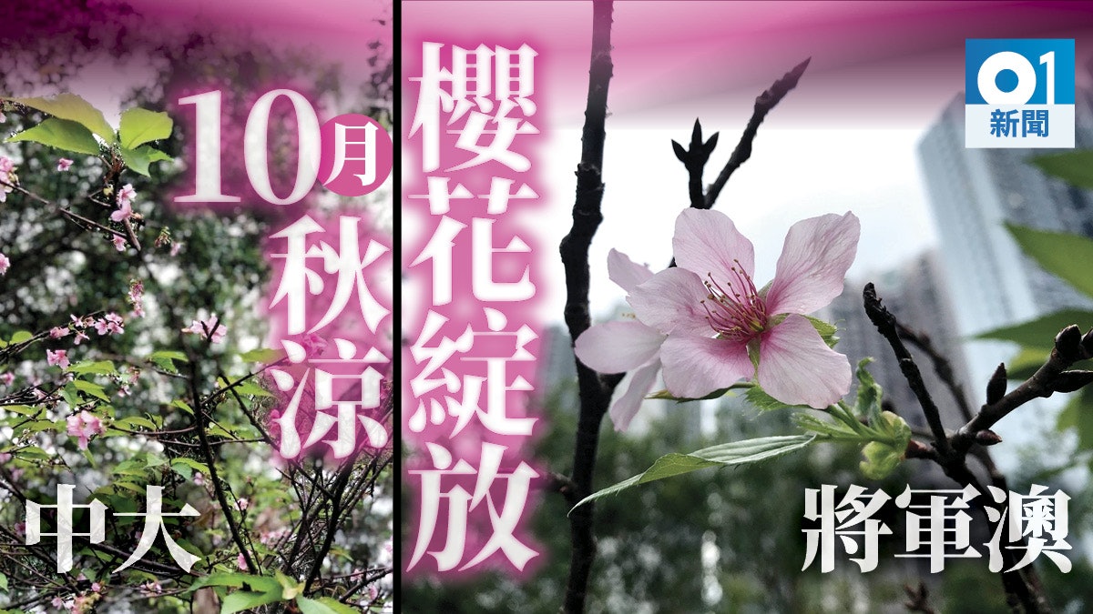 日本櫻花翻版將軍澳櫻花10月開花專家指或颱風山竹摧葉所致 香港01 社會新聞 日本櫻花翻版將軍澳櫻花10月開花專家指或颱風山竹摧葉所致 香港01 社會新聞