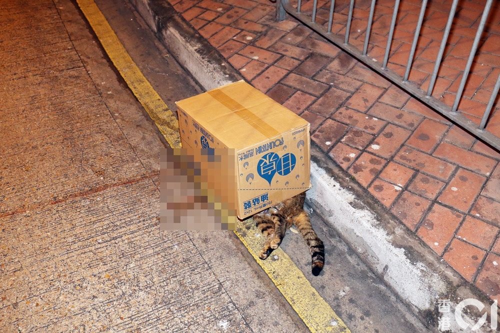 貓咪倒斃路旁。(賴南秋攝) 貓咪倒斃路旁。(賴南秋攝)