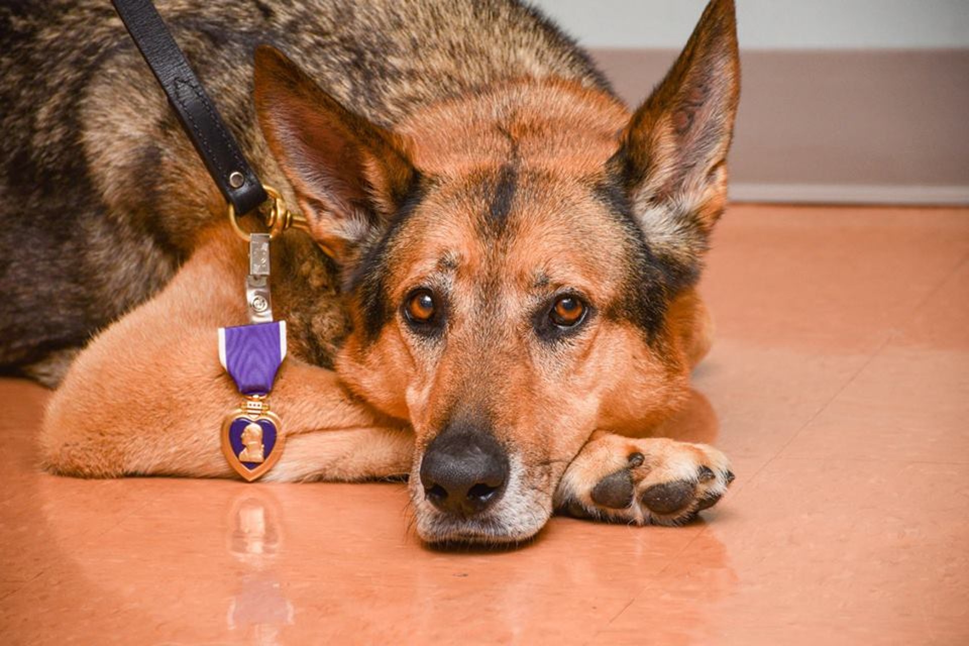 美國軍犬遇炸彈襲擊斷腳一拐一拐還遇上槍戰仍死守士兵身邊 美國軍犬遇炸彈襲擊斷腳一拐一拐還遇上槍戰仍死守士兵身邊