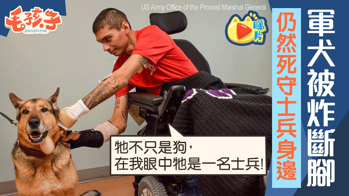 美國軍犬遇炸彈襲擊斷腳 一拐一拐還遇上槍戰 仍死守士兵身邊 美國軍犬遇炸彈襲擊斷腳 一拐一拐還遇上槍戰 仍死守士兵身邊