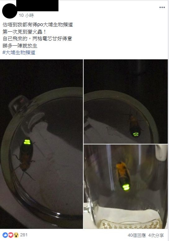 大埔生物頻道 多圖 螢火蟲飛上29樓網民 似裝咗wifi嘅曱甴 香港01 18區新聞