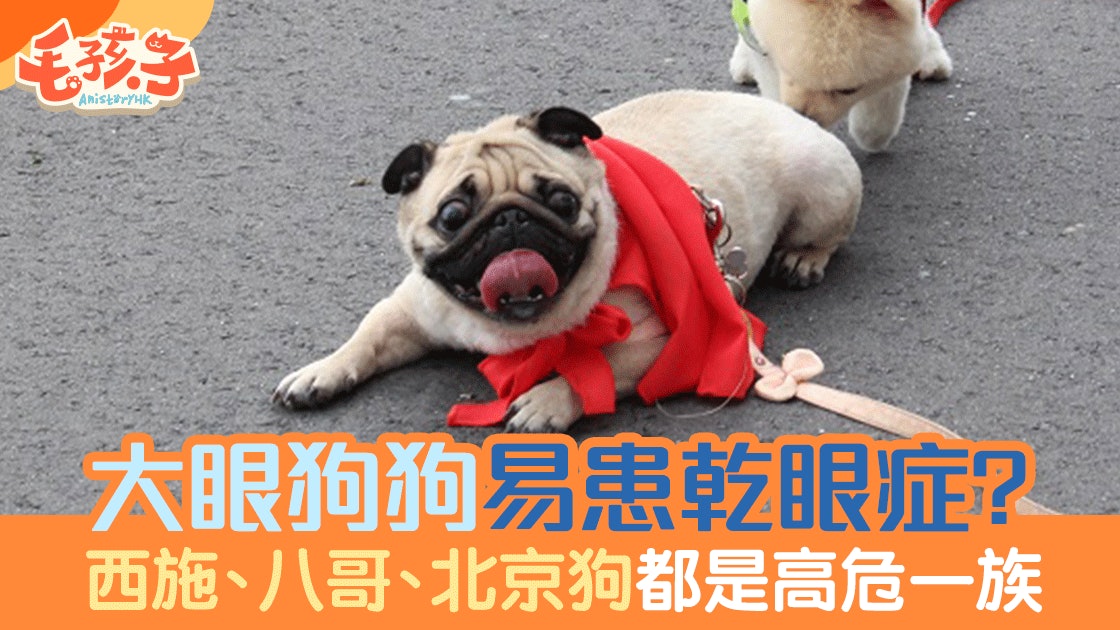 認識狗狗常見 乾眼症 保護毛孩水汪汪的電眼 香港01 寵物