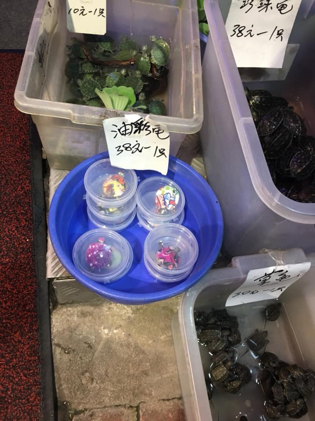 早前有市民發現有「油彩龜」在旺角金魚街出售。(網民梁先生提供) 早前有市民發現有「油彩龜」在旺角金魚街出售。(網民梁先生提供)