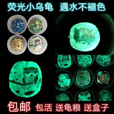 記者發現淘寶上有各款被塗上顏料的小龜,部分更被塗上夜光物料。 記者發現淘寶上有各款被塗上顏料的小龜,部分更被塗上夜光物料。