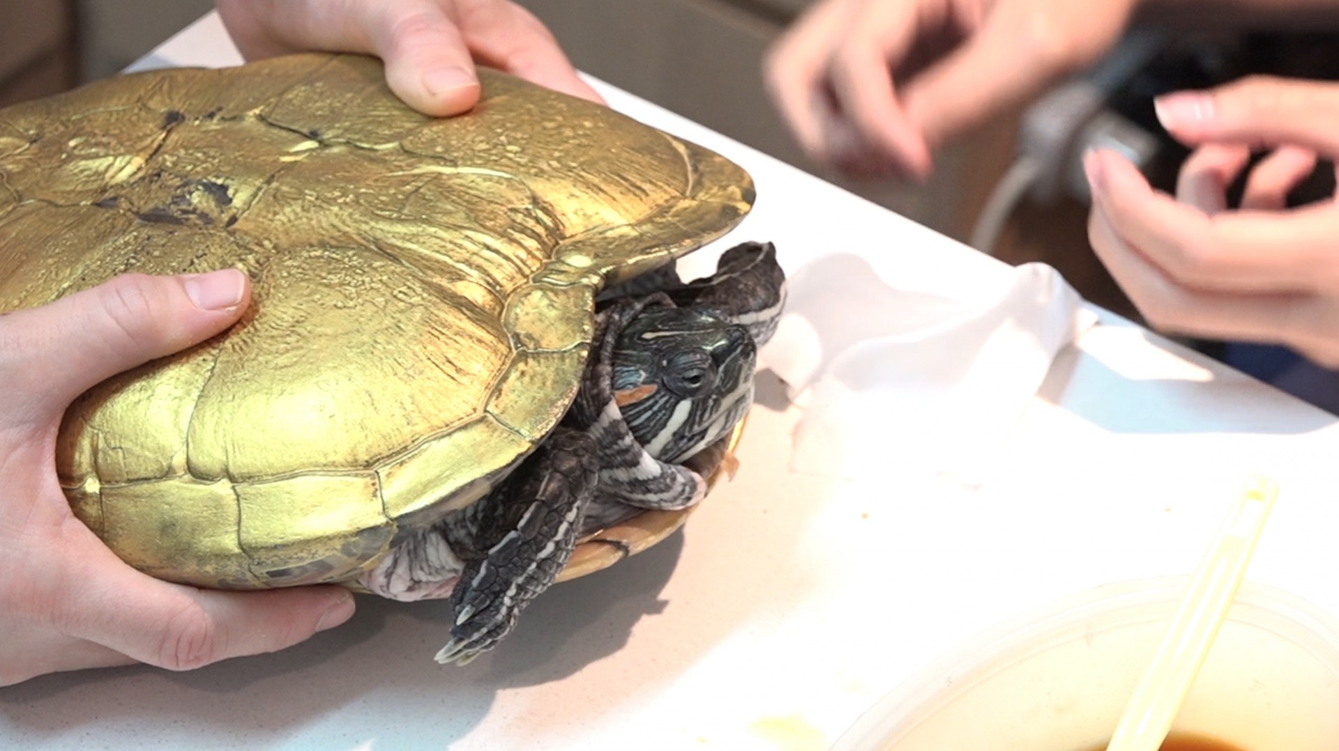 獸醫指,「金漆龜」殼面的角質層受損,便會可能有細菌感染。(王海圖攝) 獸醫指,「金漆龜」殼面的角質層受損,便會可能有細菌感染。(王海圖攝)