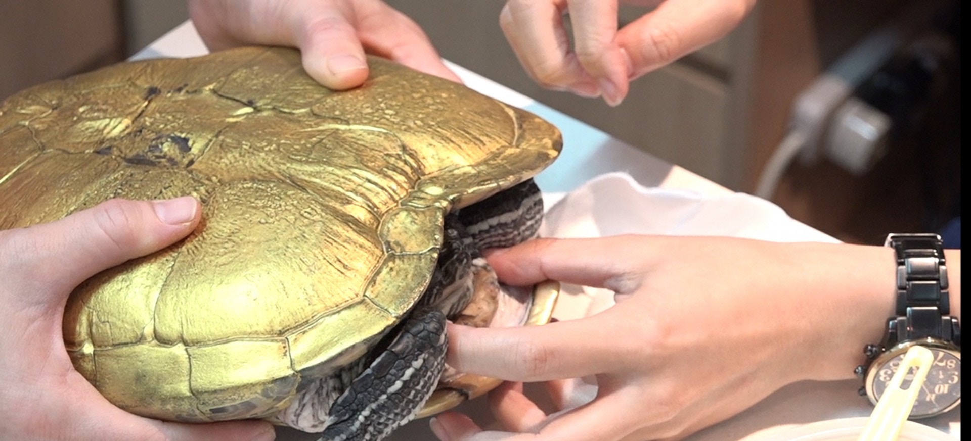 獸醫指,「金漆龜」殼面的角質層受損,便會可能有細菌感染。(王海圖攝) 獸醫指,「金漆龜」殼面的角質層受損,便會可能有細菌感染。(王海圖攝)