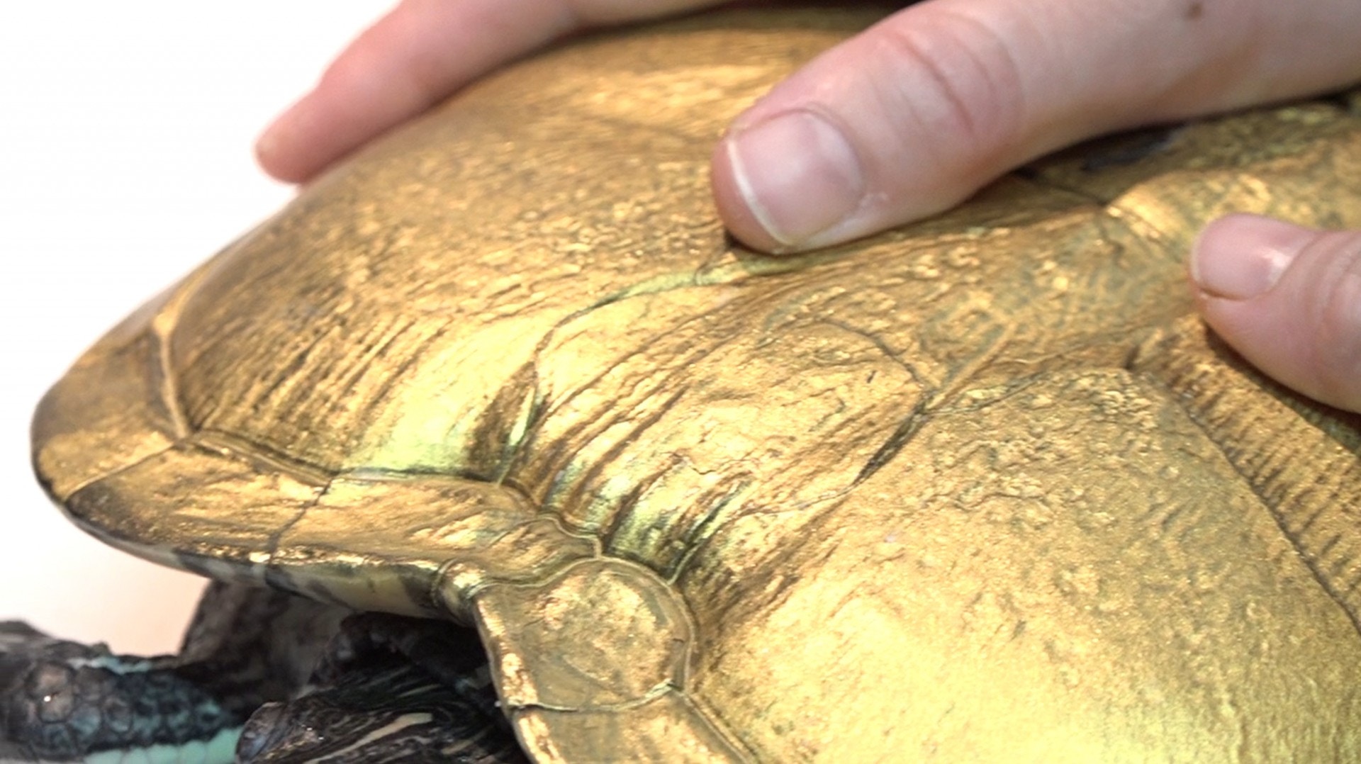 獸醫指,「金漆龜」殼面的角質層受損,便會可能有細菌感染。(王海圖攝) 獸醫指,「金漆龜」殼面的角質層受損,便會可能有細菌感染。(王海圖攝)