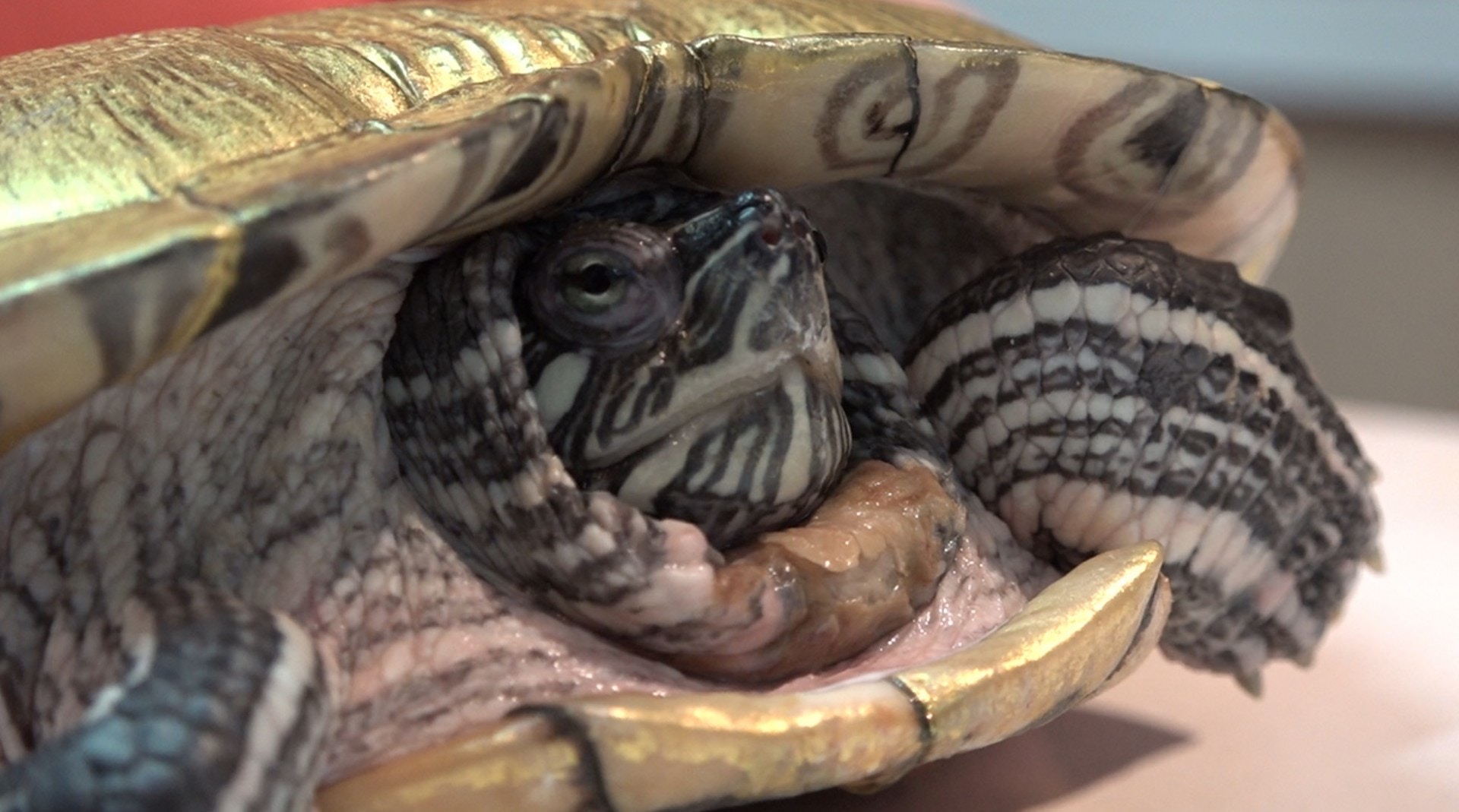 獸醫指,「金漆龜」殼面的角質層受損,便會可能有細菌感染。(王海圖攝) 獸醫指,「金漆龜」殼面的角質層受損,便會可能有細菌感染。(王海圖攝)