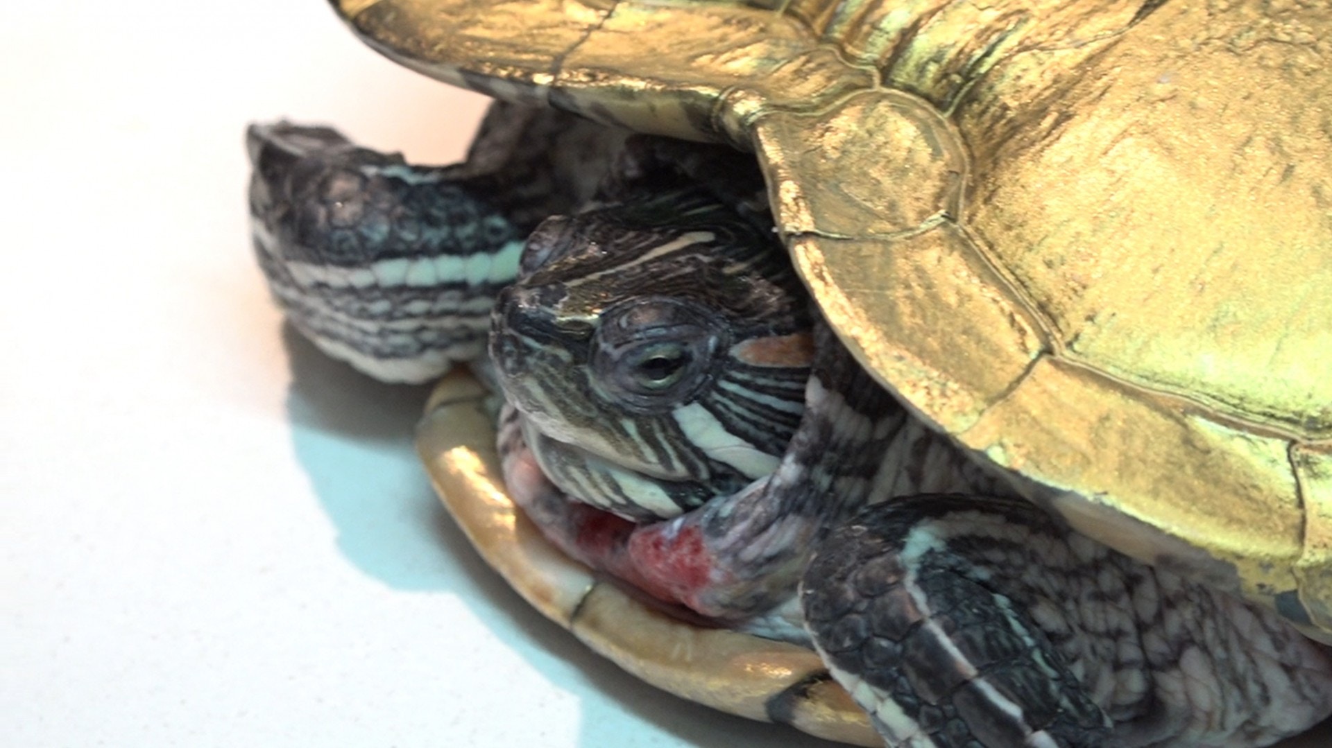 獸醫指,「金漆龜」殼面的角質層受損,便會可能有細菌感染。(王海圖攝) 獸醫指,「金漆龜」殼面的角質層受損,便會可能有細菌感染。(王海圖攝)