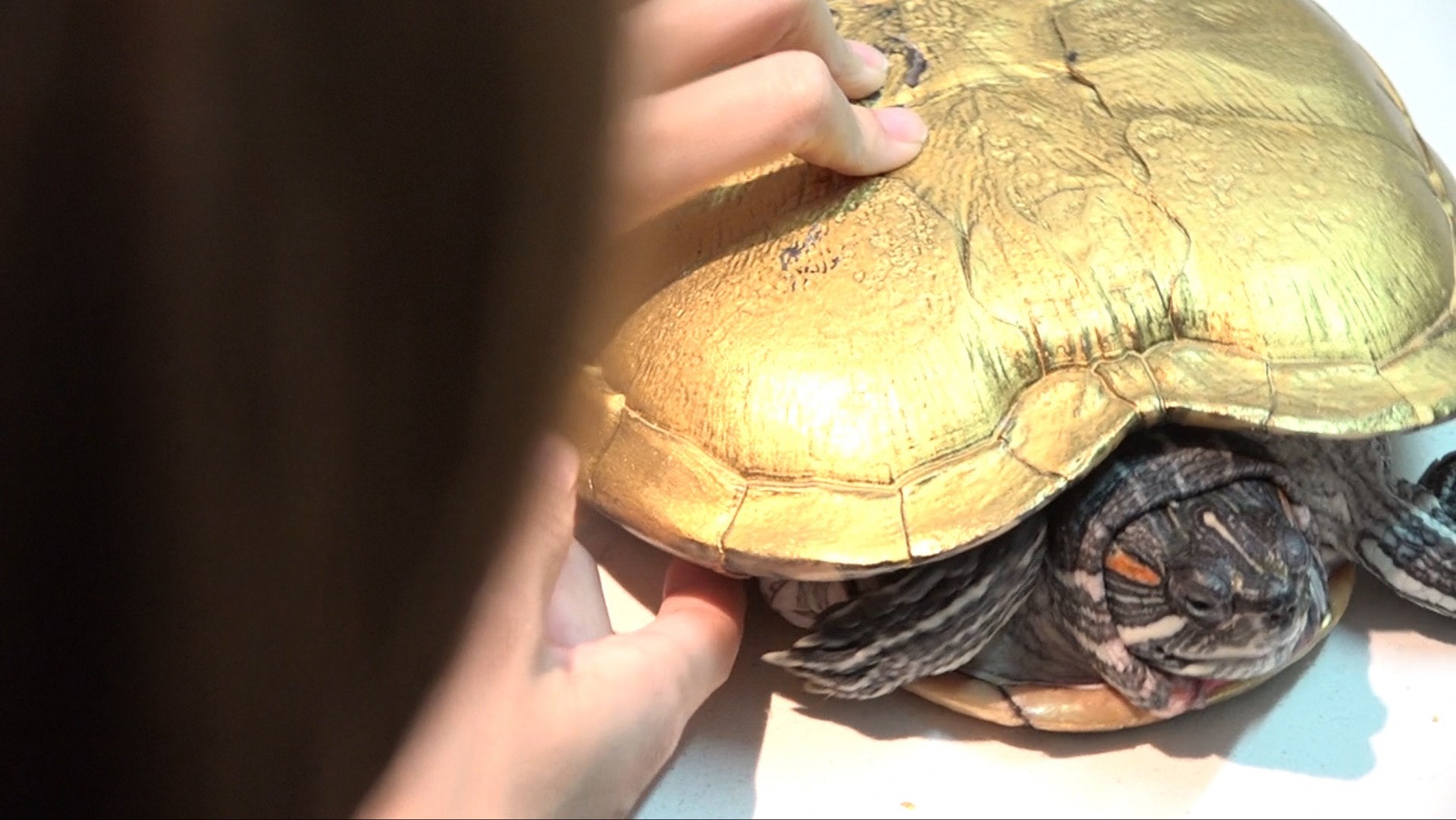獸醫指,「金漆龜」殼面的角質層受損,便會可能有細菌感染。(王海圖攝) 獸醫指,「金漆龜」殼面的角質層受損,便會可能有細菌感染。(王海圖攝)