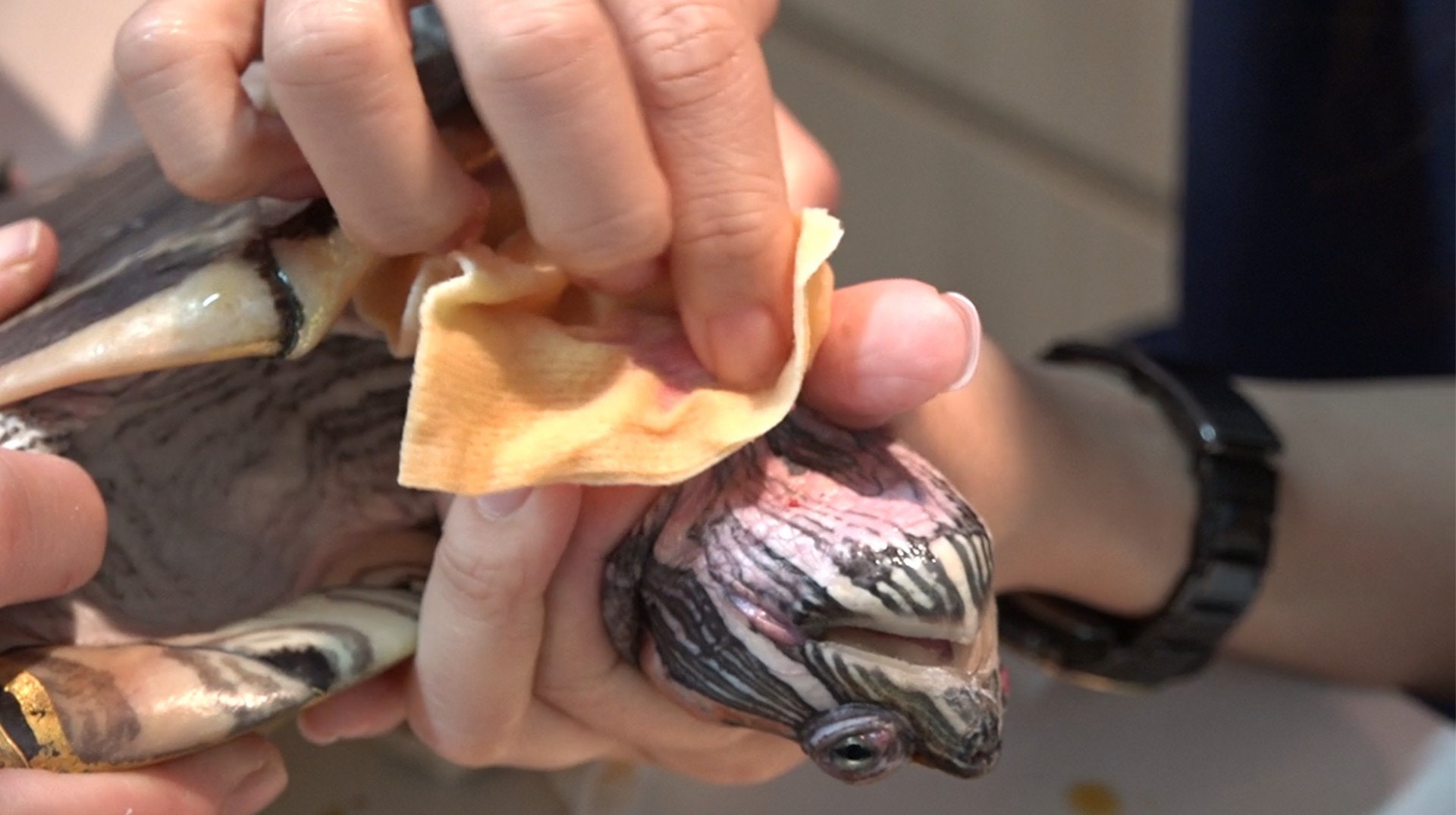 獸醫指,「金漆龜」殼面的角質層受損,便會可能有細菌感染。(王海圖攝) 獸醫指,「金漆龜」殼面的角質層受損,便會可能有細菌感染。(王海圖攝)