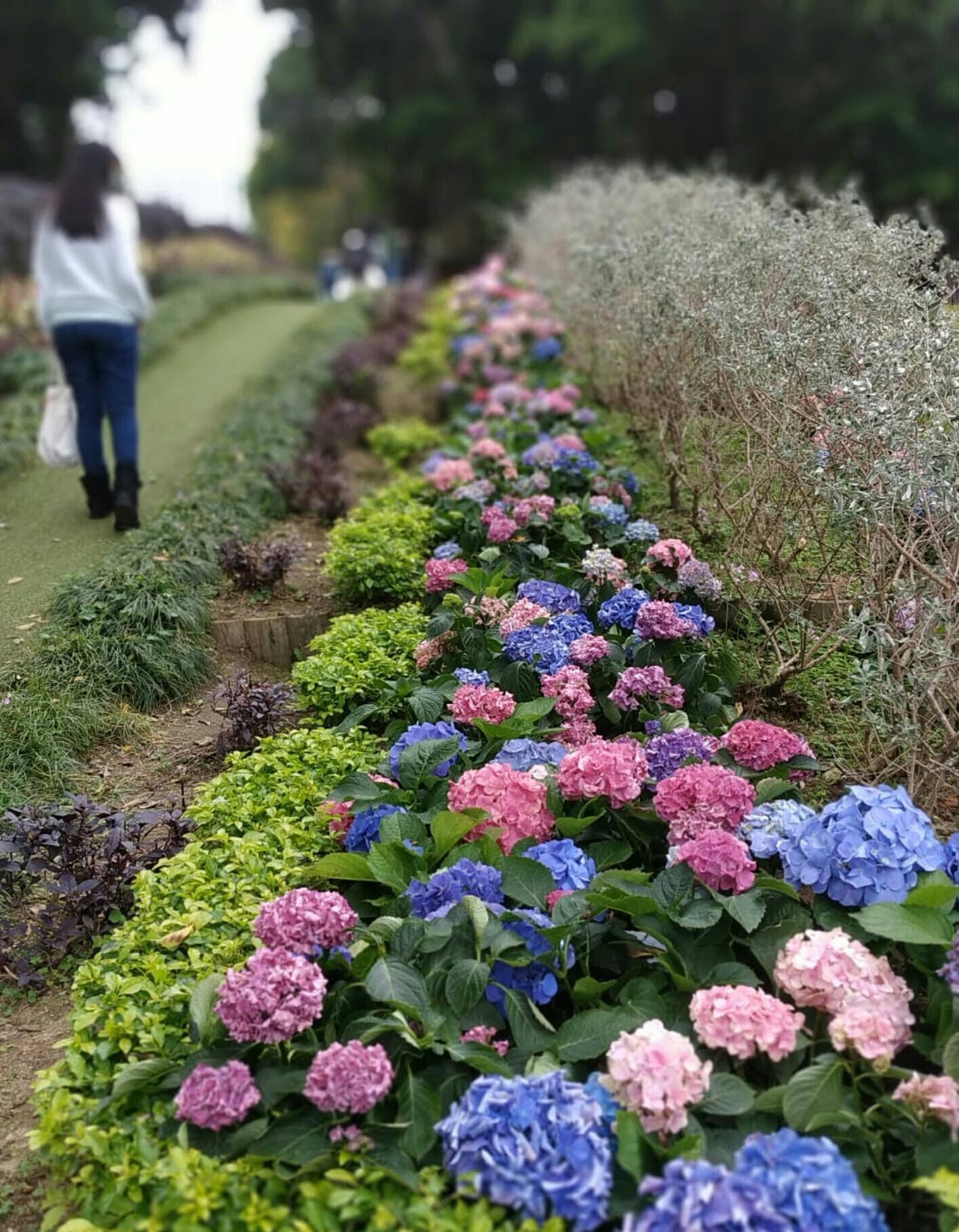 香港賞花21 10大賞花地點及開花時間 櫻花 風鈴木 尋補 Blog