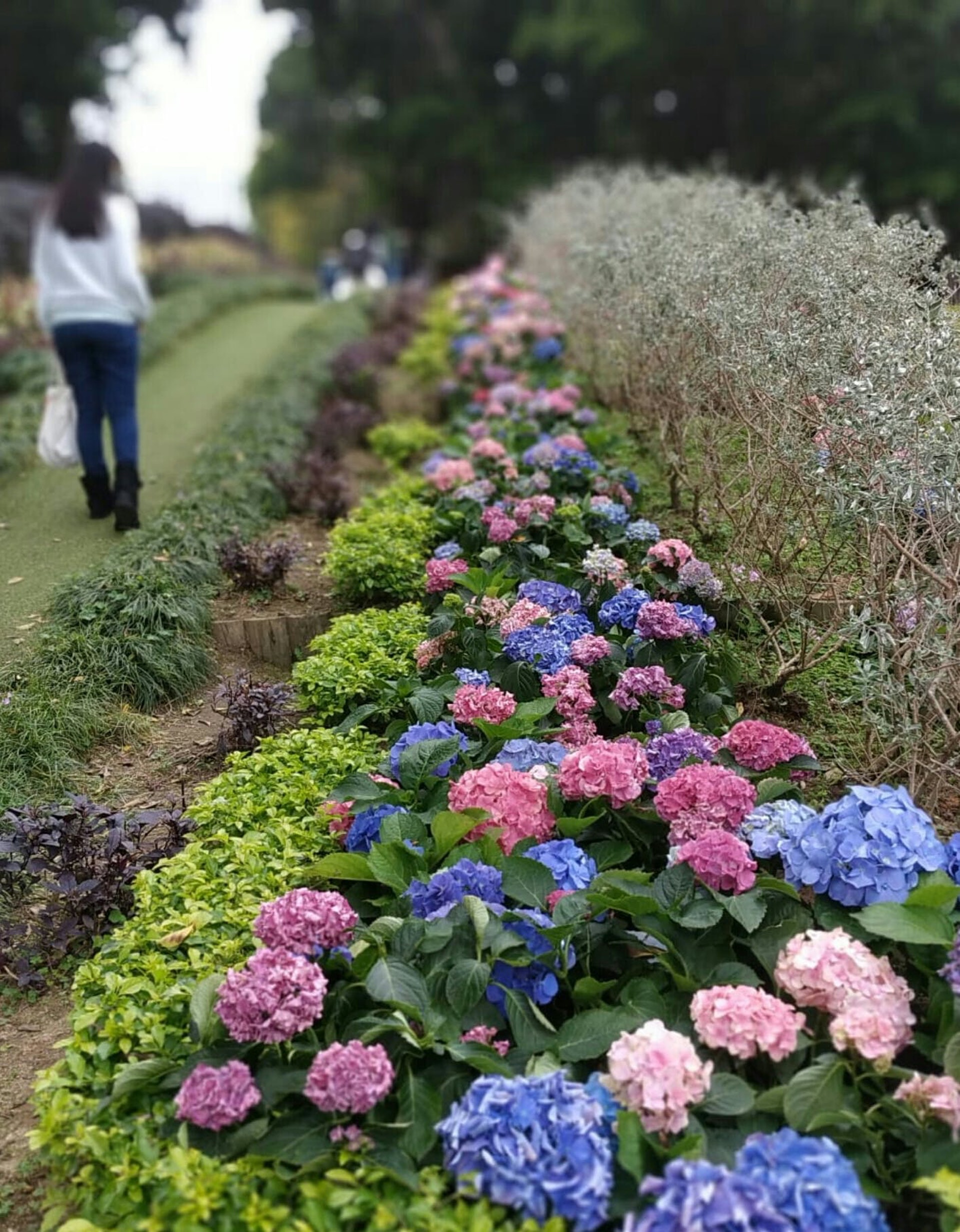 香港賞花21 10大賞花地點及開花時間 櫻花 風鈴木 尋補 Blog 香港賞花21 10大賞花地點及開花時間 櫻花 風鈴木 尋補 Blog