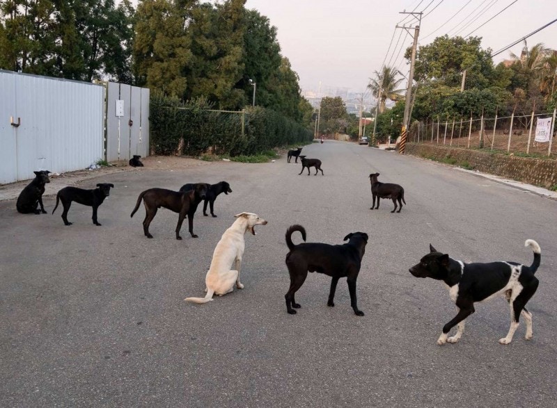 台灣流浪犬襲人事件頻發貓犬保護政策遭批評 香港01 台灣新聞