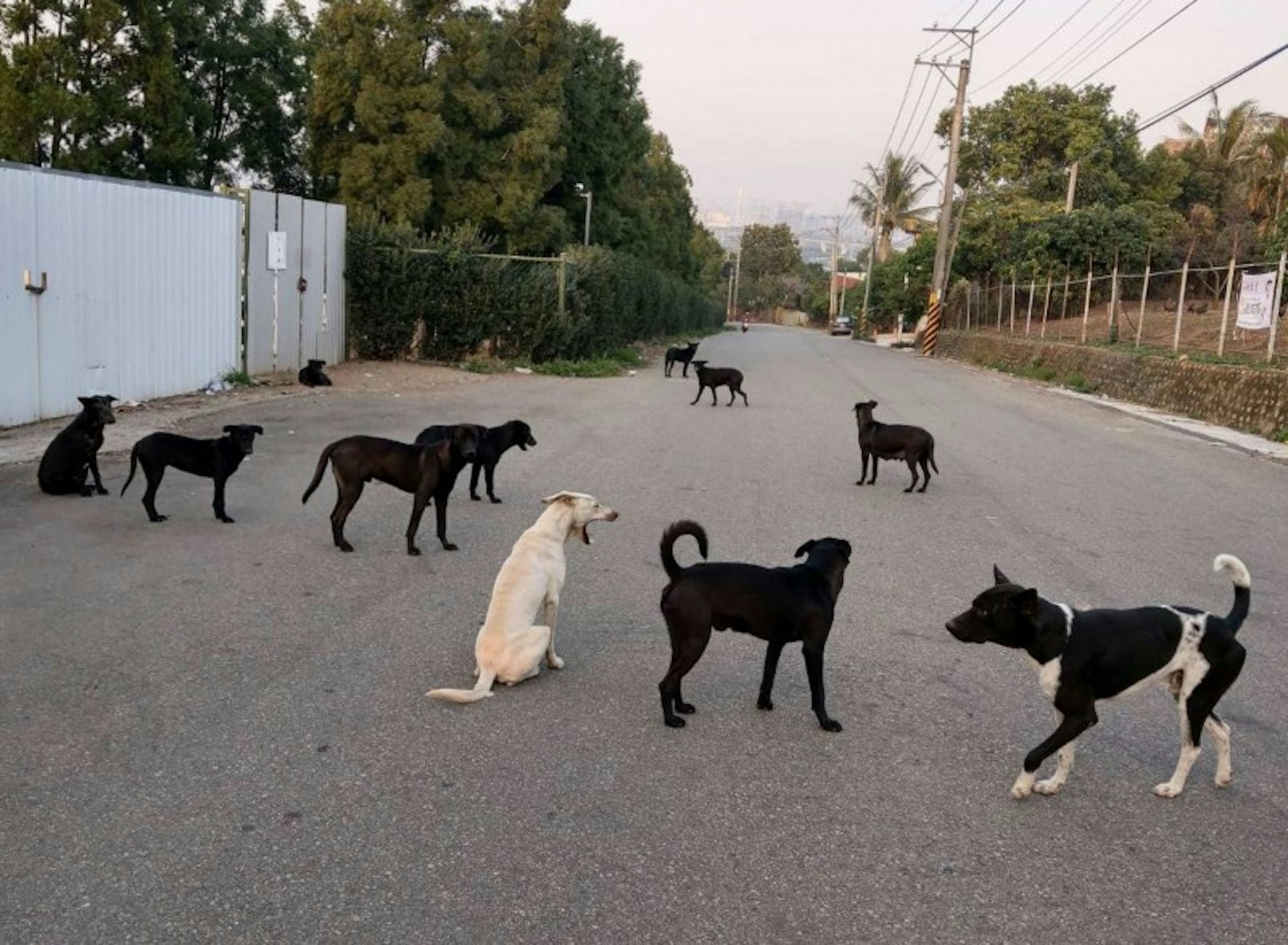 台灣流浪犬襲人事件頻發貓犬保護政策遭批評 香港01 台灣新聞 台灣流浪犬襲人事件頻發貓犬保護政策遭批評 香港01 台灣新聞