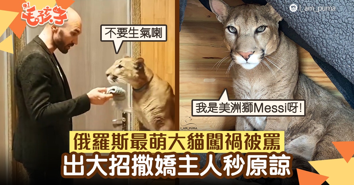 美洲獅 俄羅斯超級萌大貓闖禍被罵一出這絶招主人秒息怒火 香港01 寵物 美洲獅 俄羅斯超級萌大貓闖禍被罵一出這絶招主人秒息怒火 香港01 寵物