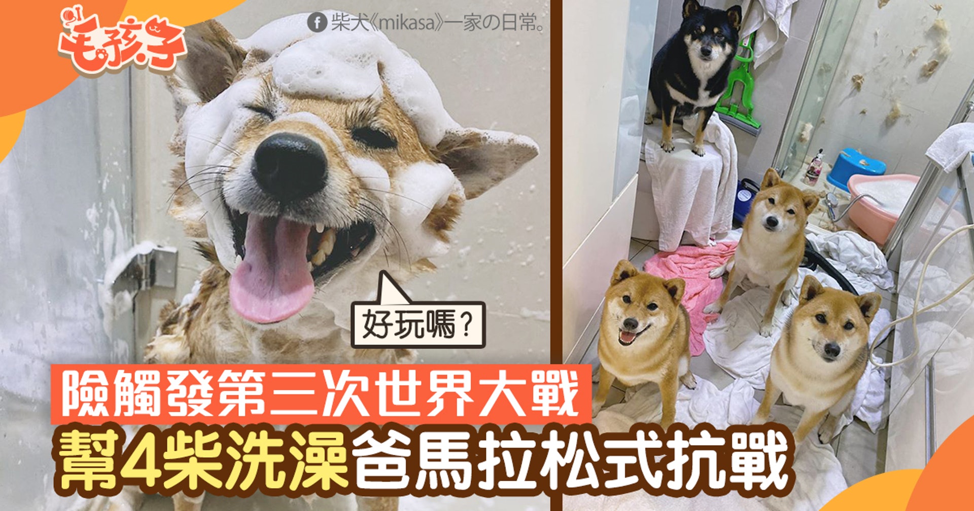 柴犬 爸在浴室戰4柴犬5小時硬仗險觸發 第三次世界大戰 香港01 寵物 柴犬 爸在浴室戰4柴犬5小時硬仗險觸發 第三次世界大戰 香港01 寵物