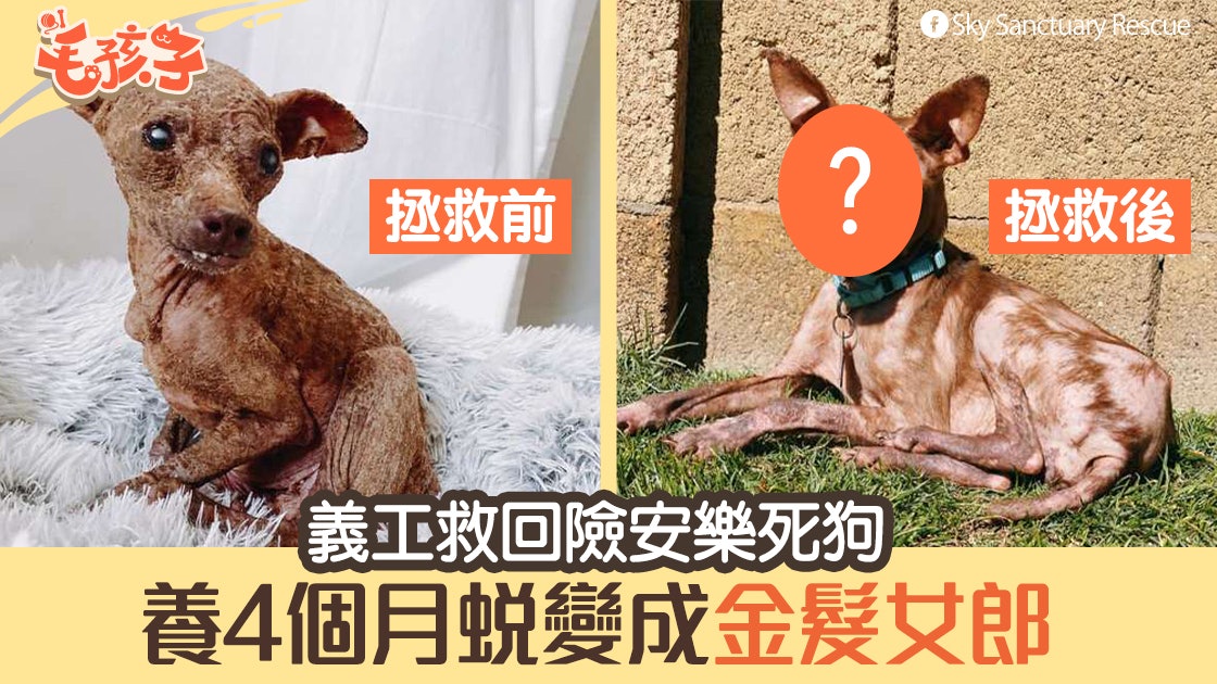 領養狗 從死神手救回險安樂死狗狗養4個月後蛻變金髮女郎 香港01 寵物 領養狗 從死神手救回險安樂死狗狗養4個月後蛻變金髮女郎 香港01 寵物