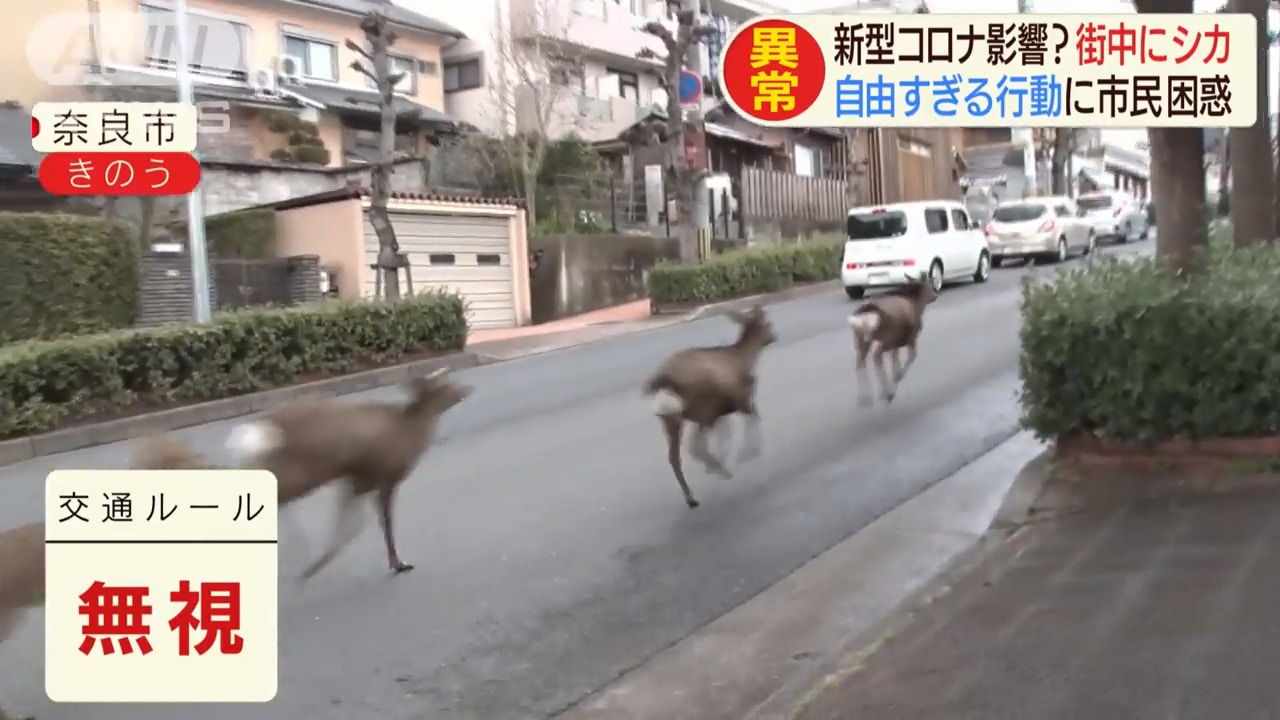 肺炎無遊客 日本奈良鹿群疑餓極闖社區馬路吃光民居花草 睇片 香港01 旅遊
