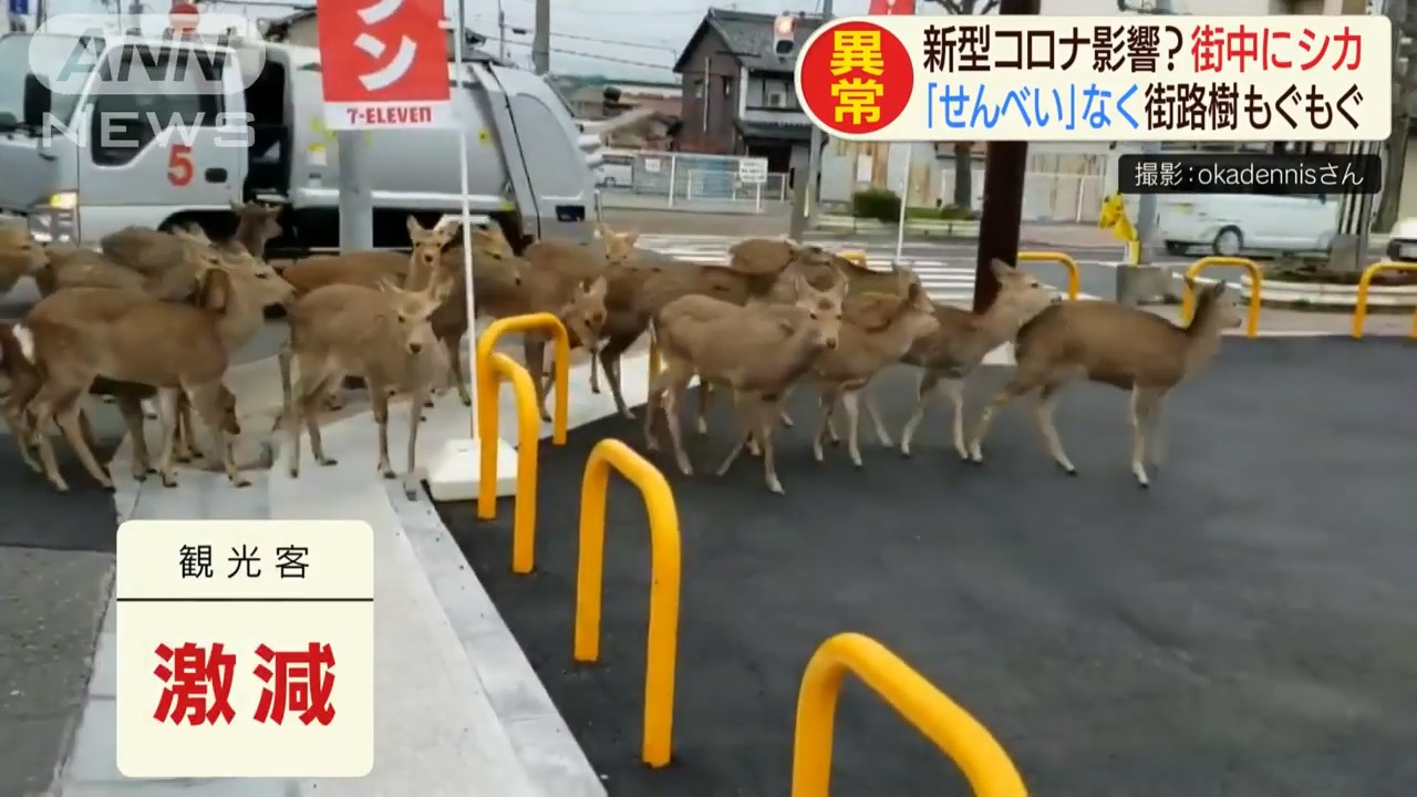 肺炎無遊客 日本奈良鹿群疑餓極闖社區馬路吃光民居花草 睇片 香港01 旅遊