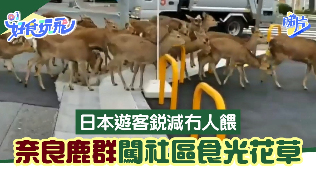 肺炎無遊客 日本奈良鹿群疑餓極闖社區馬路吃光民居花草 睇片 香港01 旅遊