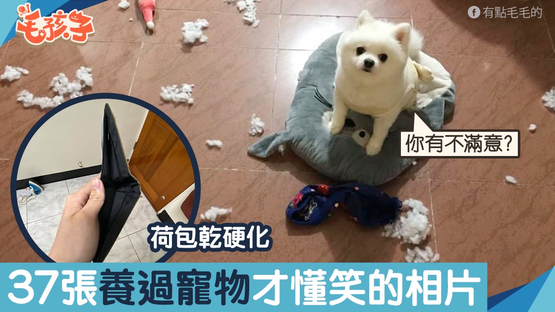 37張只有寵主懂笑的照片 荷包乾硬化、遙控破爛 哪張最有共鳴? 37張只有寵主懂笑的照片 荷包乾硬化、遙控破爛 哪張最有共鳴?