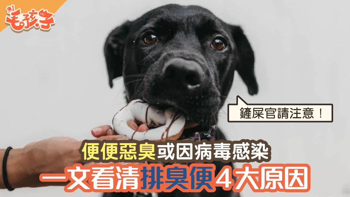 狗狗糞便太臭可能是健康警號4點即check主人是否需要求診 香港01 寵物 狗狗糞便太臭可能是健康警號4點即check主人是否需要求診 香港01 寵物
