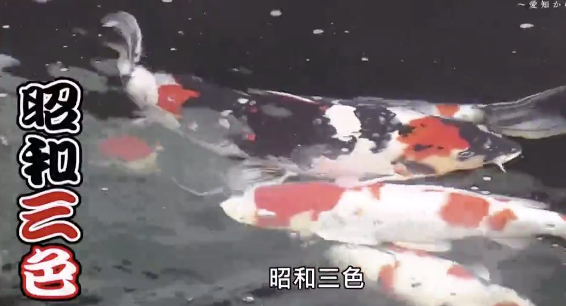 日本鯉魚 錦鯉價值連城有原因培養出世界冠軍需要驚人觀察力