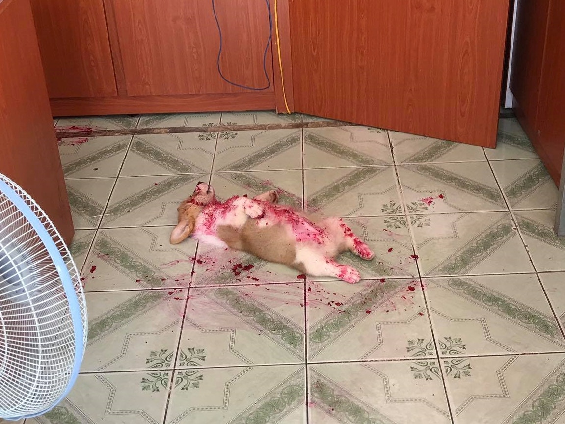 這隻哥基犬到底發生了什麼事？（facebook圖片：Candy The Corgi Official）