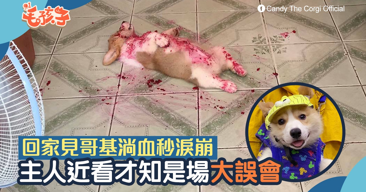 回家見哥基倒地浴血　主人準備哀悼　近看才發現是場大誤會