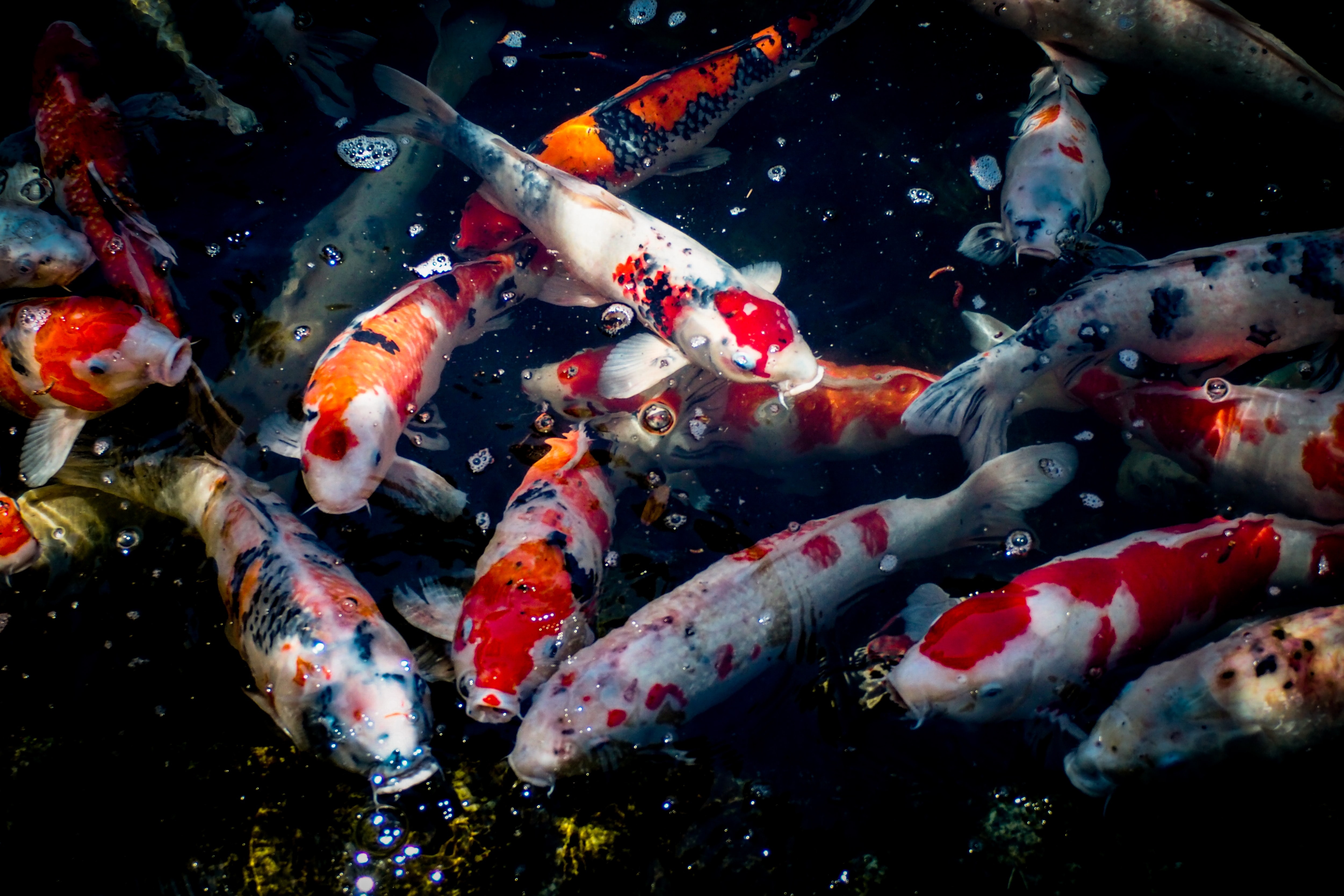 日本鯉魚】錦鯉價值連城有原因培養出世界冠軍需要驚人觀察力