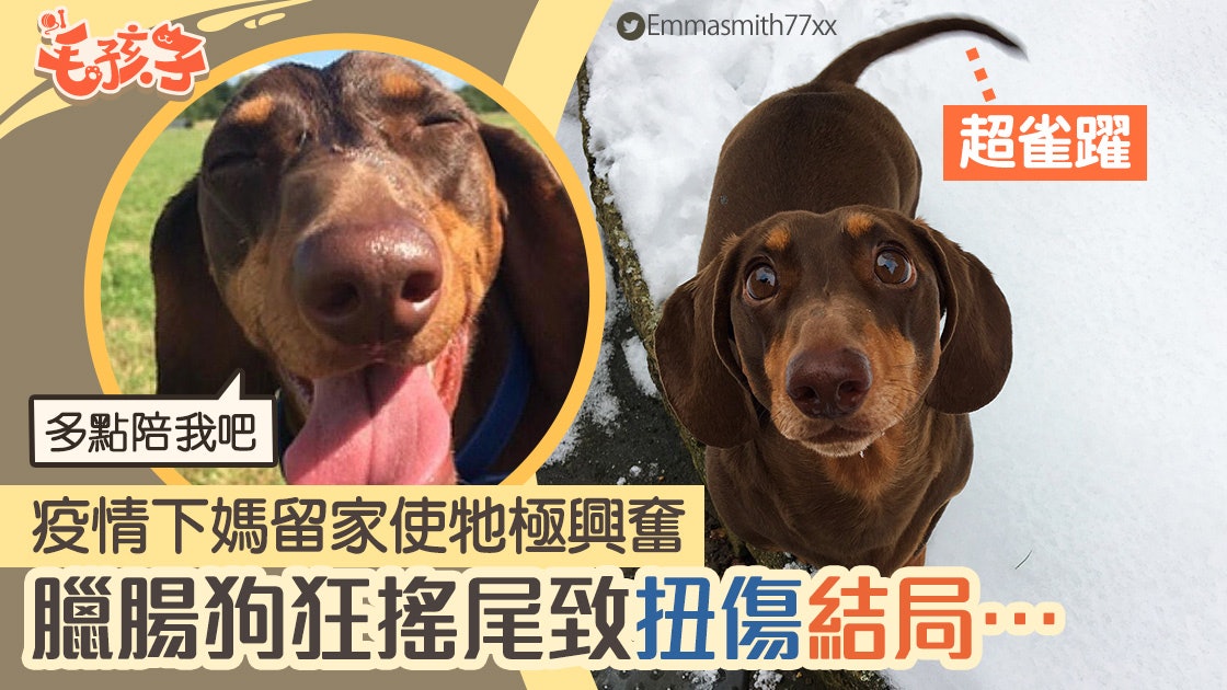 新冠肺炎 疫情下媽常陪伴臘腸狗興奮狂搖尾致扭傷結局 香港01 寵物 新冠肺炎 疫情下媽常陪伴臘腸狗興奮狂搖尾致扭傷結局 香港01 寵物