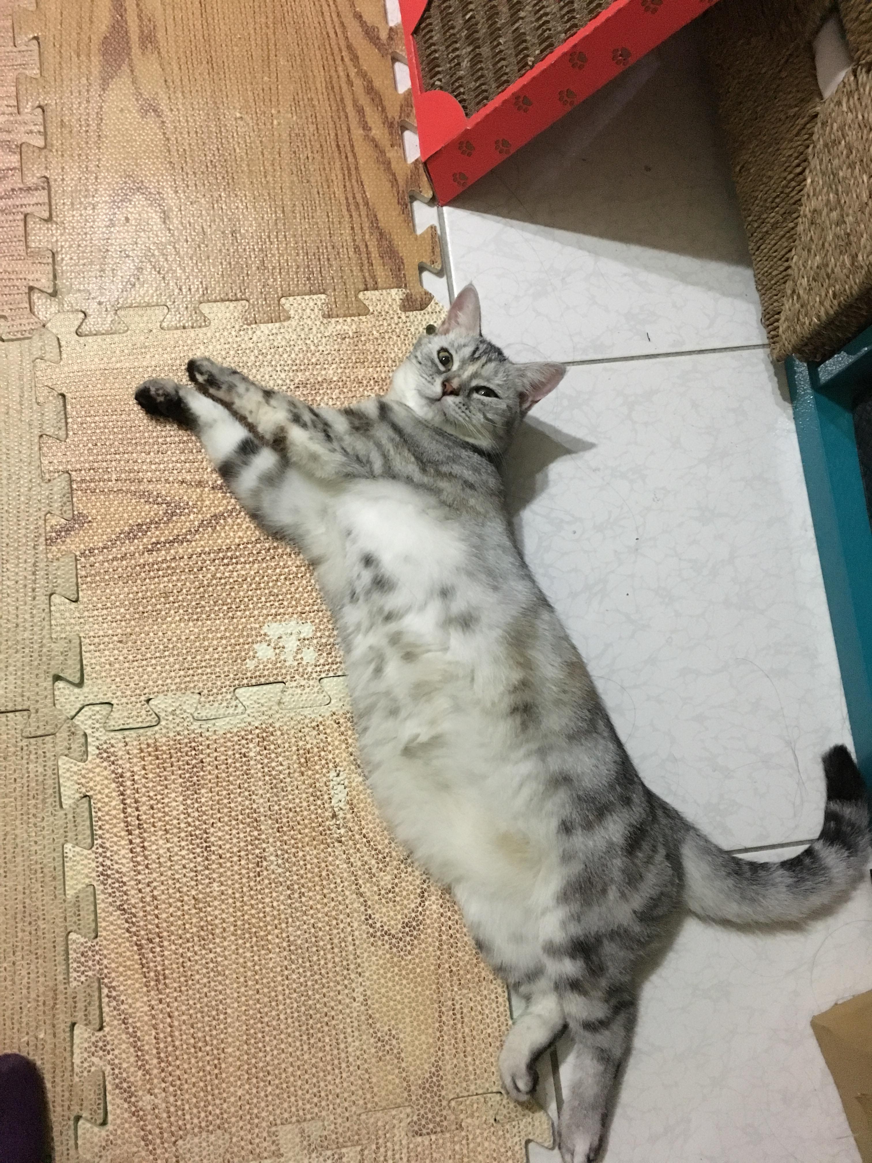 荃灣店長貓疑被3賊閃電偷cctv揭男童把風主人斥 有備而嚟 香港01 寵物 荃灣店長貓疑被3賊閃電偷cctv揭男童把風主人斥 有備而嚟 香港01 寵物