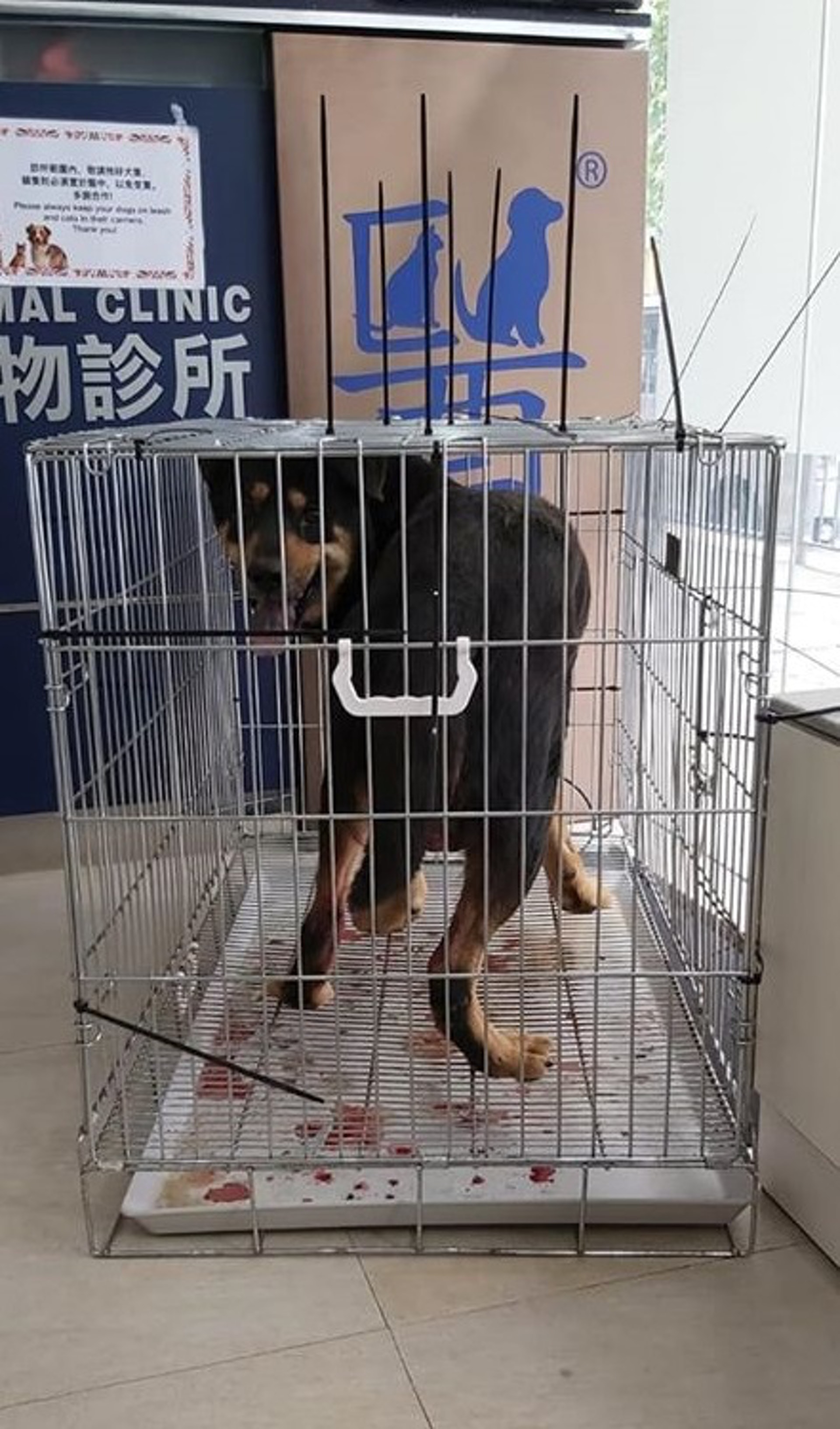 獲曾生及時拯救的浪浪下體嚴重受傷,如不及時送醫,恐有性命之虞。(相片由「大樹下」提供) 獲曾生及時拯救的浪浪下體嚴重受傷,如不及時送醫,恐有性命之虞。(相片由「大樹下」提供)