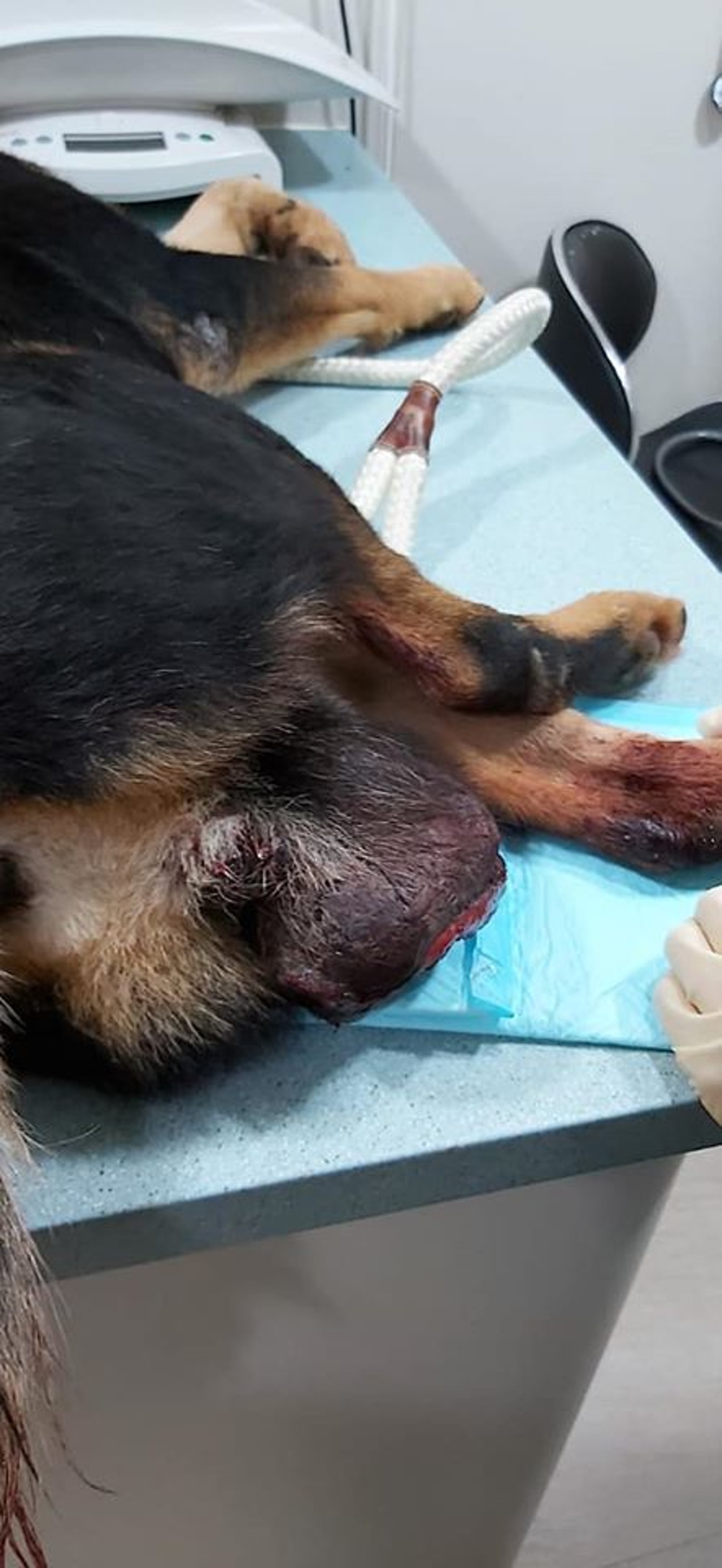 受傷浪浪的睪丸嚴重潰爛,並腫脹至「芋頭」般的大小。獸醫直言,如不立即切除,將危及性命。(相片由「大樹下」提供) 受傷浪浪的睪丸嚴重潰爛,並腫脹至「芋頭」般的大小。獸醫直言,如不立即切除,將危及性命。(相片由「大樹下」提供)