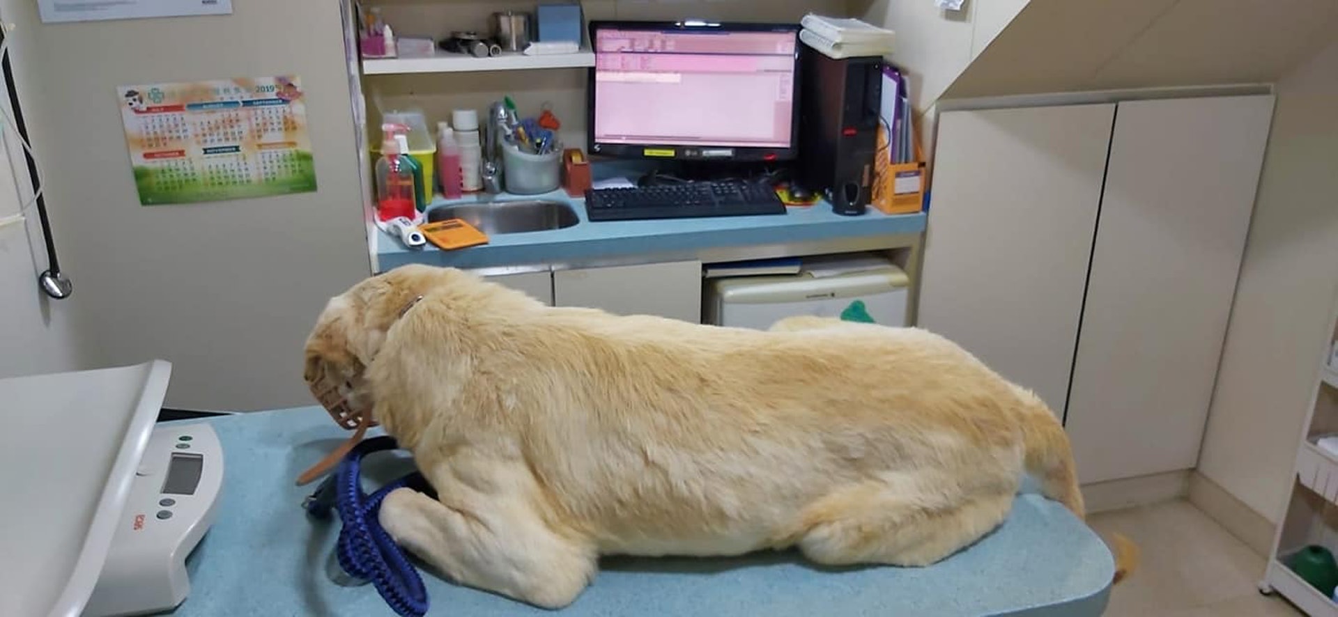 另一隻獲救浪浪雖較幸運,身上並無表面傷痕,但經檢查後發現牠患有牛蝨高溫症和心絲蟲病,必須接受為期約半年的治療。(相片由「大樹下」提供) 另一隻獲救浪浪雖較幸運,身上並無表面傷痕,但經檢查後發現牠患有牛蝨高溫症和心絲蟲病,必須接受為期約半年的治療。(相片由「大樹下」提供)