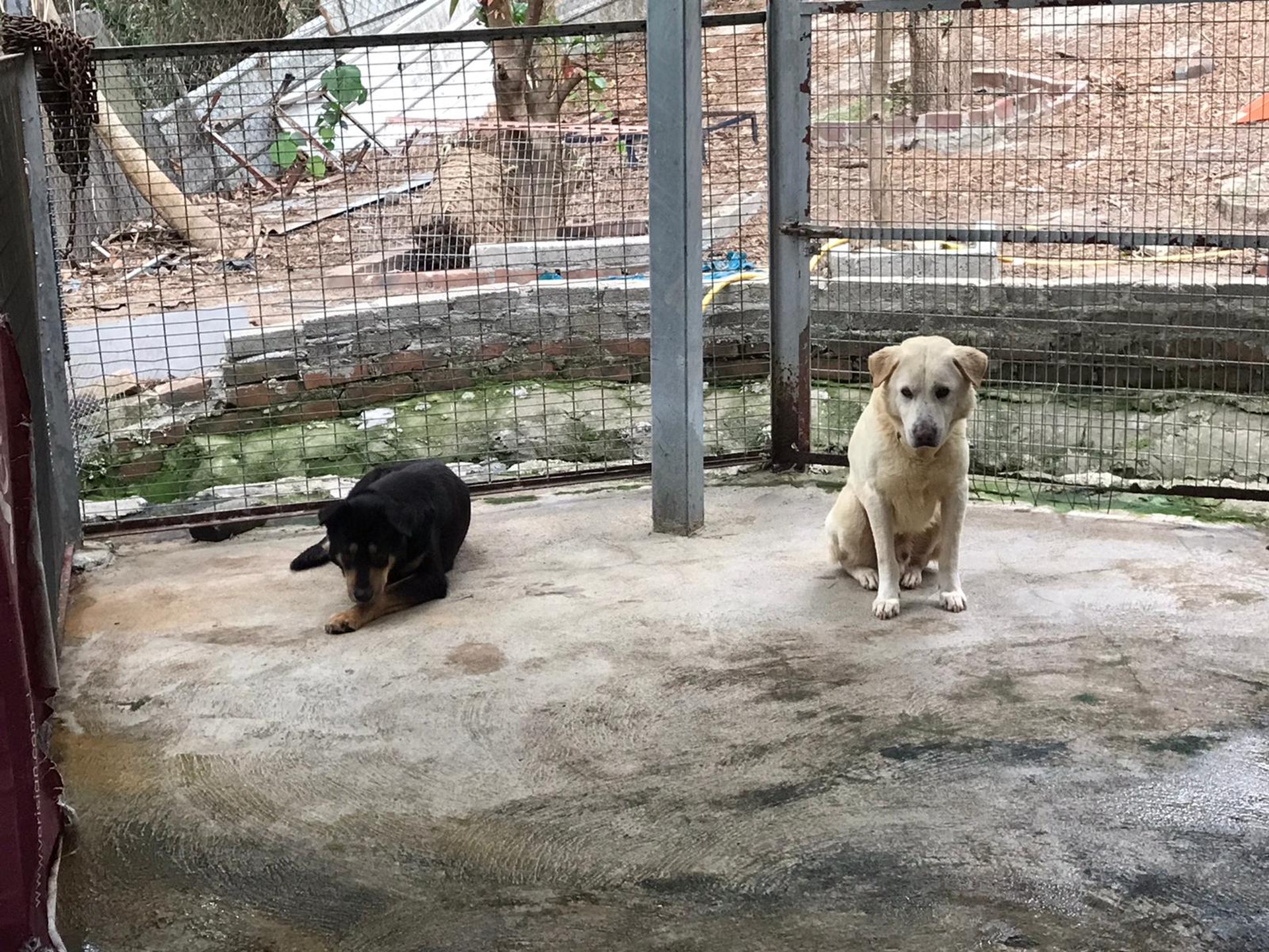 在一眾義工悉心照顧下,「希望武士」(左)和「好彩」(右)已適應在「大樹下」的生活,並正積極與病魔搏鬥。(相片由「大樹下」提供) 在一眾義工悉心照顧下,「希望武士」(左)和「好彩」(右)已適應在「大樹下」的生活,並正積極與病魔搏鬥。(相片由「大樹下」提供)