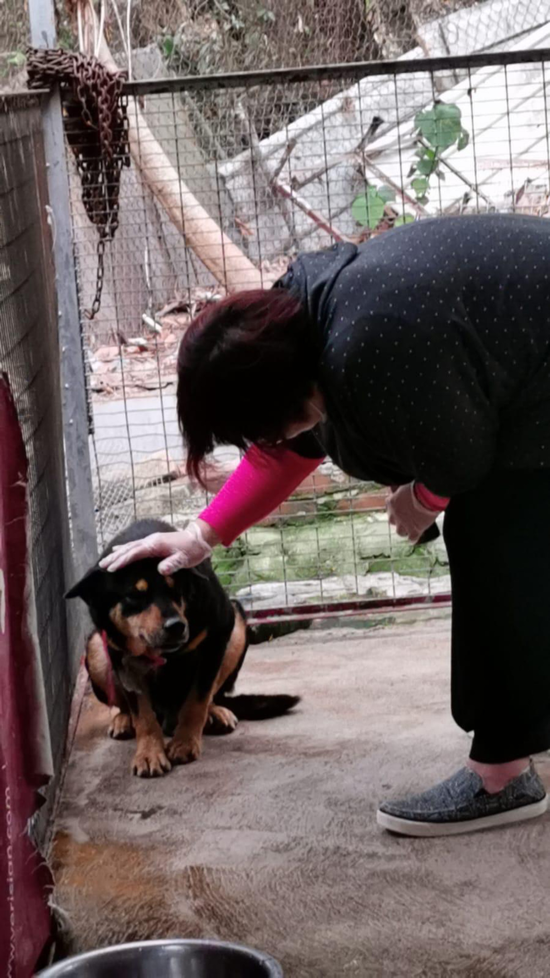 「大樹下」義工JoJo表示,「希望武士」非常乖巧,故對牠被病魔纏身深感痛心,並希望其病情會出現奇蹟。(相片由「大樹下」提供) 「大樹下」義工JoJo表示,「希望武士」非常乖巧,故對牠被病魔纏身深感痛心,並希望其病情會出現奇蹟。(相片由「大樹下」提供)