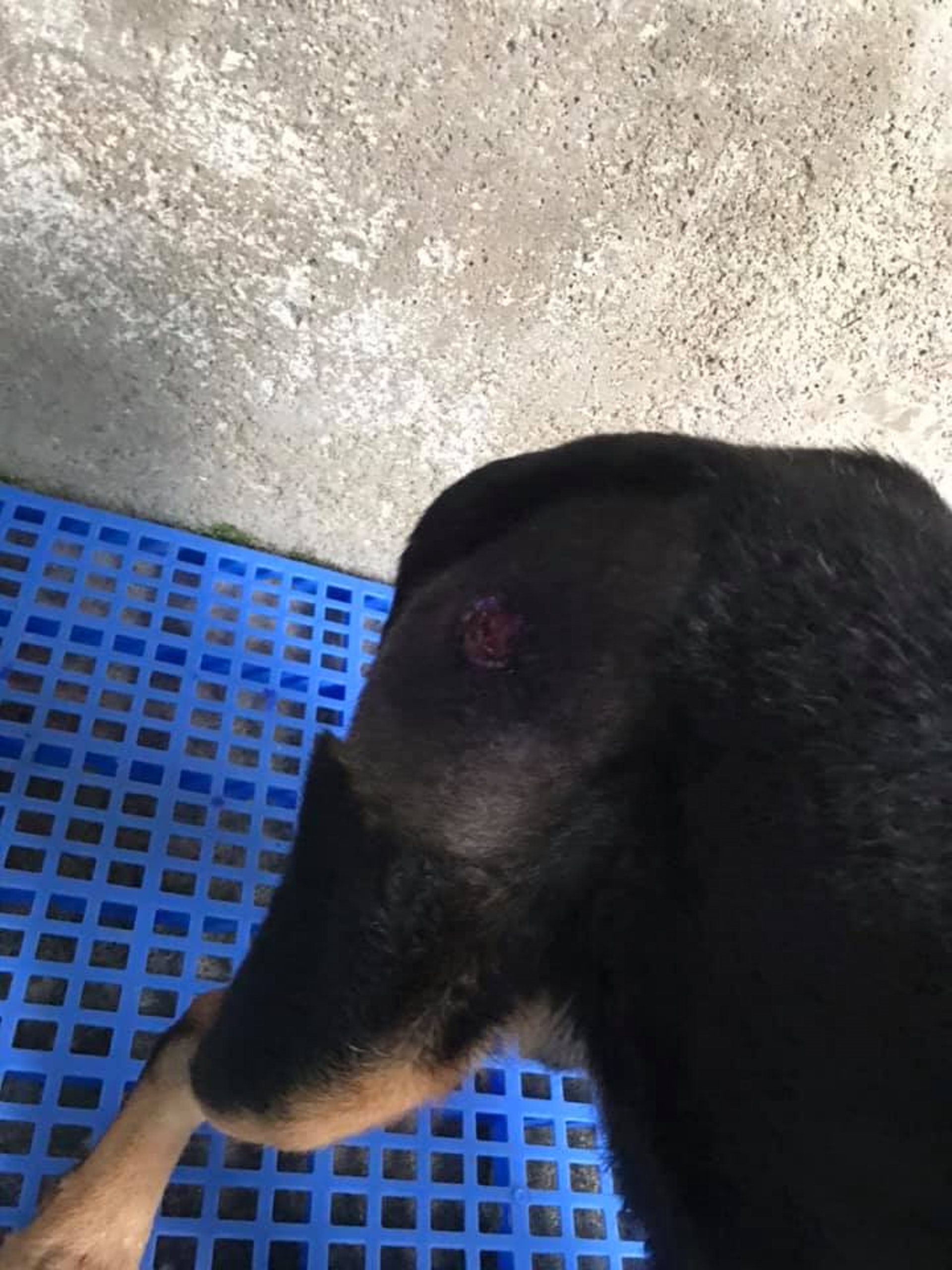 JoJo指,早前「希望武士」大腿上的腫瘤爆裂,經過一番照料,當傷口開始埋口,其胸前的腫瘤又突然爆裂,情況令她非常心痛。(相片由「大樹下」提供) JoJo指,早前「希望武士」大腿上的腫瘤爆裂,經過一番照料,當傷口開始埋口,其胸前的腫瘤又突然爆裂,情況令她非常心痛。(相片由「大樹下」提供)